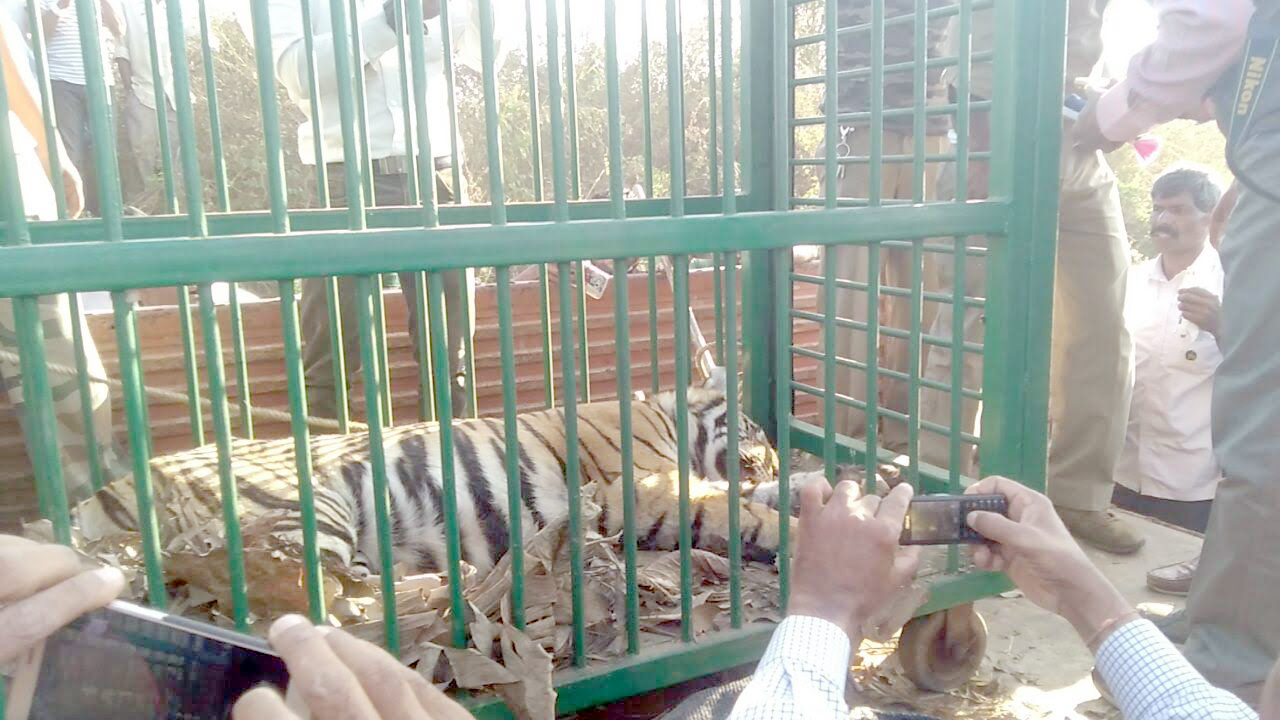 ಮಡಿಕೇರಿ: ಉರುಳಿಗೆ ಸಿಲುಕಿದ ಗಂಡು ಹುಲಿಯ ರಕ್ಷಣೆ